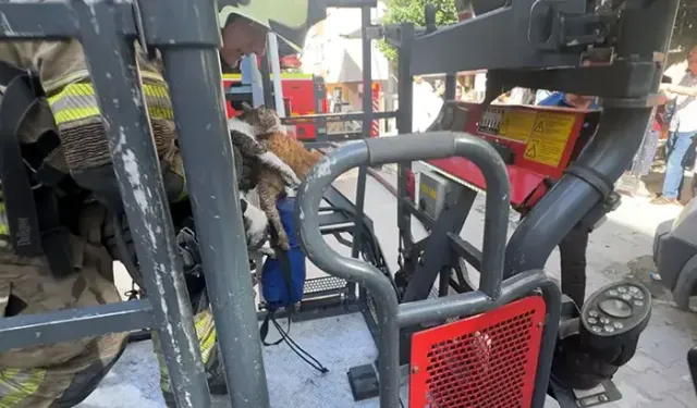 Çatı katında çıkan yangında 10 kedi öldü