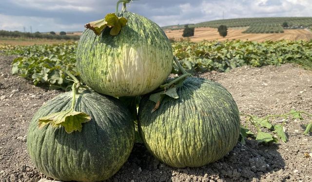 'Hırsız almaz kavunu' görünüşüyle hırsızları, tadıyla yiyenleri şaşırtıyor