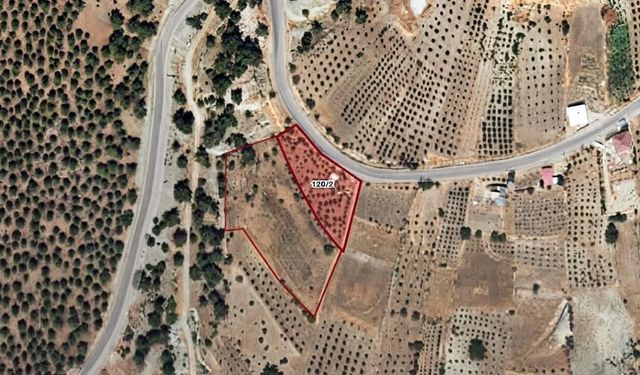 Kahramanmaraş İcra Dairesinden 1 milyon 101 bin TLye satılık zeytinlik