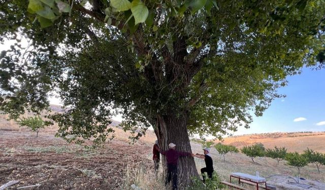Kahramanmaraş’ta 300 yıllık kavak ağacı görenleri hayran bırakıyor