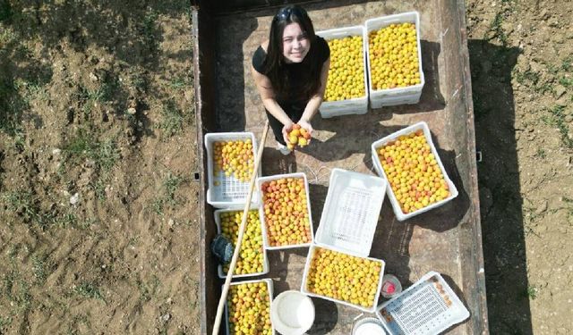 Kahramanmaraş'ta 500 kayısı ağacı yetiştirip 4 ton verim aldı