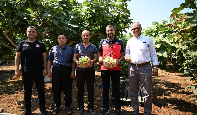 Kahramanmaraş'ta Abbas İnciri hasadı başladı