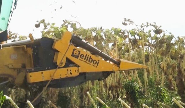 Kahramanmaraş’ta ay çekirdeği hasadı başladı