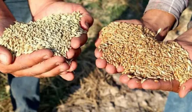 Kahramanmaraş'ta buğday, arpa ve mercimek fiyatları açıklandı!