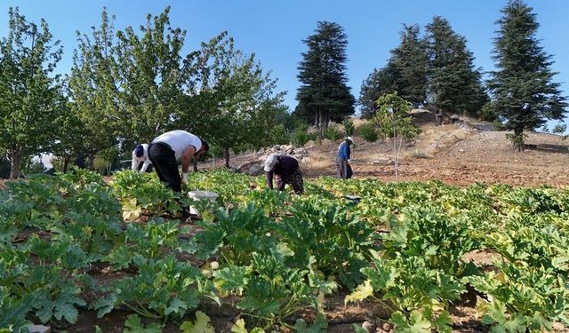 Kahramanmaraş’ta Fabrika İşçiliğini Bıraktı, Kabak Üreticisi Oldu