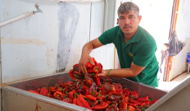 Kahramanmaraş’ta kışlık biber salçası hazırlığı başladı