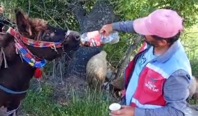 Kahramanmaraş'ta "Vefalı Güllü" Fenomen Oldu! Sahibinin Tek Sözünü İki Etmiyor
