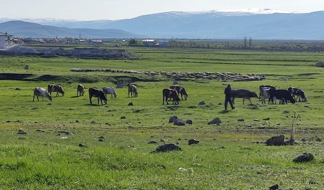 Kuduz vakası nedeniyle bir bölge karantinaya alındı
