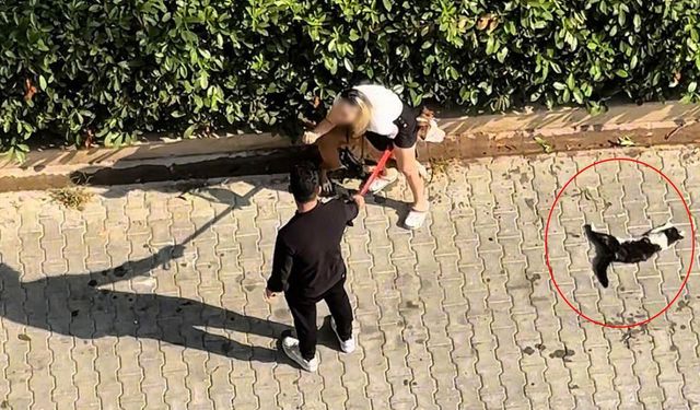 Pitbull sokak ortasında kediyi parçaladı: “Polisi aramayın”