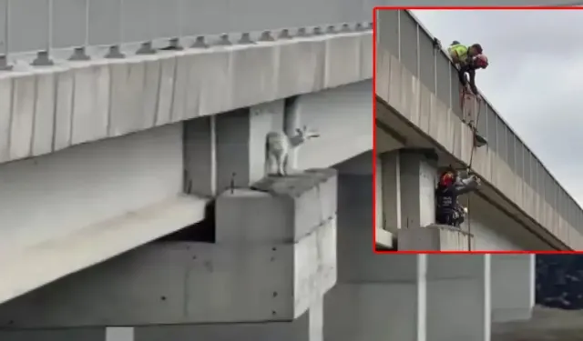 Yüksek viyadükte mahsur kaldı! Keçi için kurtarma operasyonu