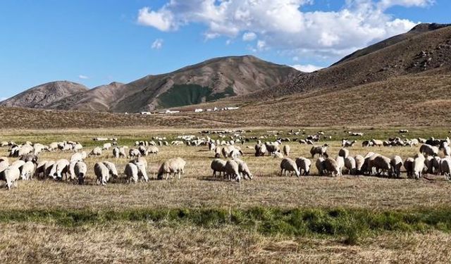 150 bin lira maaşa rağmen üretici aradığı çobanı bulamıyor