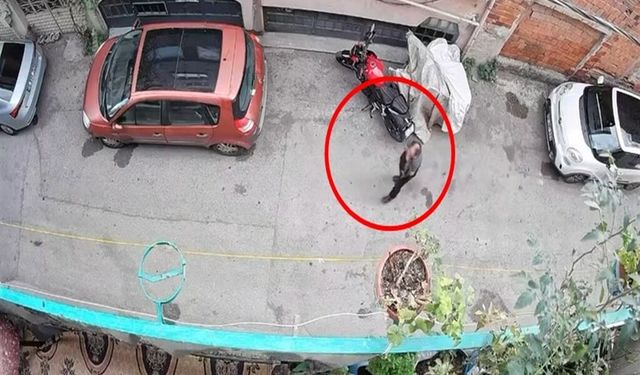 Bursa'da kucağındaki kediye şiddet uygulayan şüpheli yakalandı