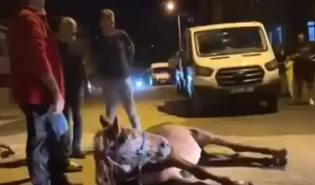 Ata şiddet uyguladılar, polis gözaltına aldı