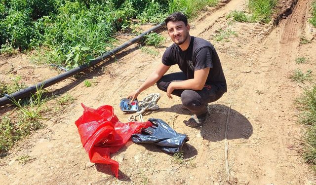 Biber tarlasından 1 ton salçalık biber çalındı