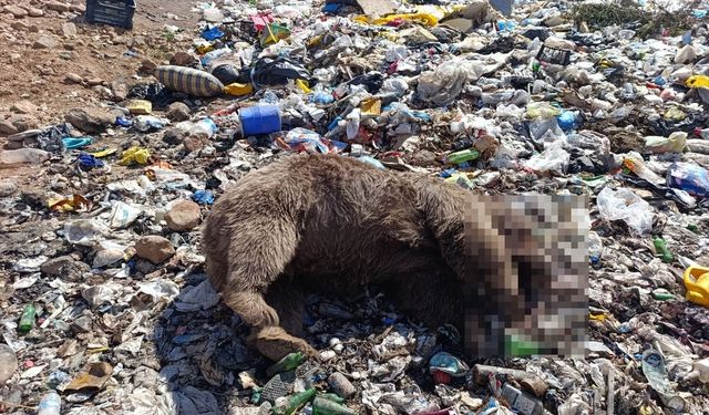 Çöplükte korkunç keşif! 3 bozayı kurşunlanmış halde bulundu