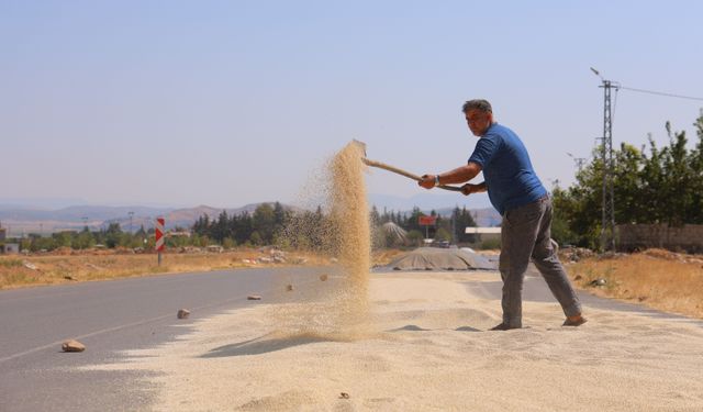 Kahramanmaraş’ta ak darı hasadı başladı