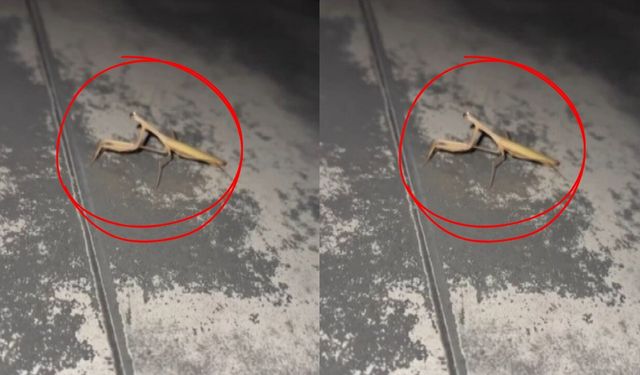 Kahramanmaraş’ta Kaputa Konan Peygamber Devesi Sürücüyü Gülümsetti