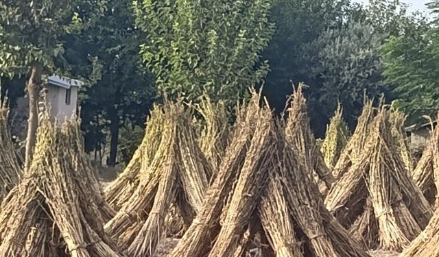 Kahramanmaraş’ta susam hasadı başladı! Geleneksel yöntemle toplanıyor