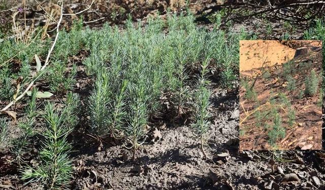 Kahramanmaraş’ta yanan ormanlardan umut veren görüntü