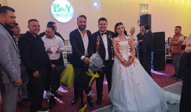 Adana’da düğünde şaşırtan hediye! Damada keçi taktı