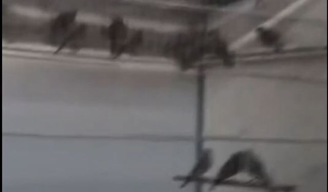 Ankara'da saka kuşu üretip satan kişiye 1.4 milyon lira ceza