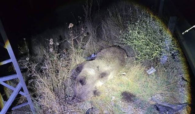 Ayı bir anda yola çıktı! Cipin çarptığı ayı öldü