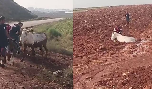 Hatay'da çamura saplanan eşeğin yardımına itfaiye yetişti