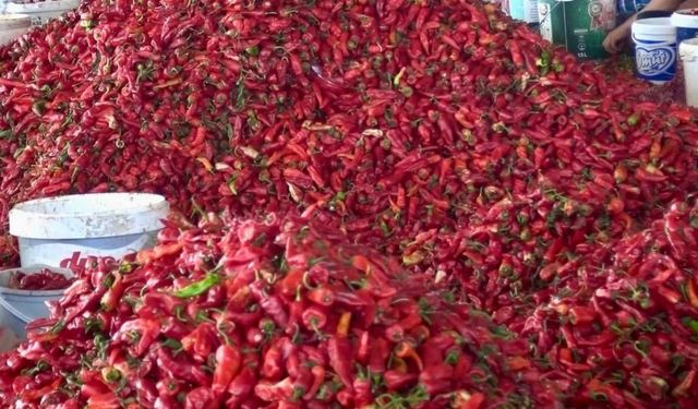 Kahramanmaraş’ın kırmızı altınında hasat başladı! 12 bin 500 ton pul biber bekleniyor