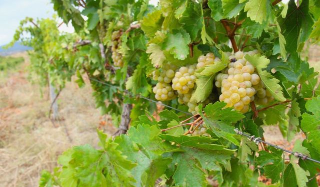 Kahramanmaraş’ta bağ bozumu başladı Kabarcık üzümü için hasat zamanı