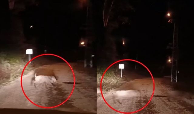 Kahramanmaraş'ta domuz sürüsü görüldü