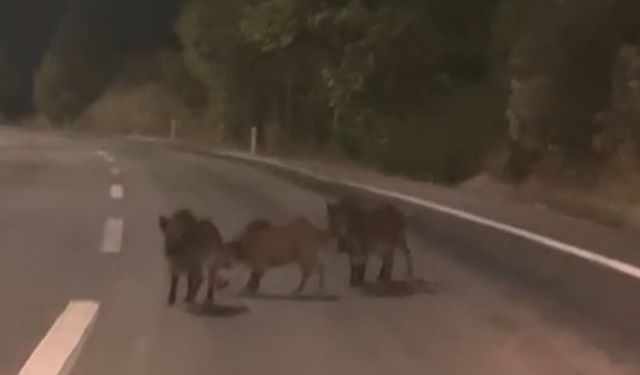 Kahramanmaraş’ta Domuz Sürüsü Yola İndi