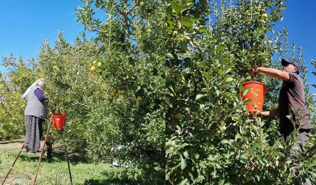 Kahramanmaraş'ta elma hasadı başladı! 60 bin ton bekleniyor