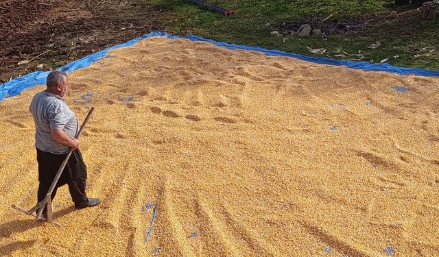 Kahramanmaraş’ta gelenek değişmedi! Mısırlar evlerin önünde kurutuluyor