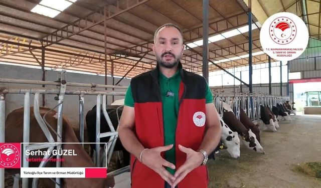 Kahramanmaraş'ta şap hastalığı uyarısı! Veteriner hekim belirtileri tek tek anlattı