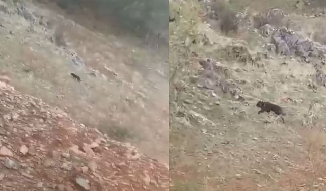 Kahramanmaraş’ta kurt hayvanlara saldırdı: 5 ölü