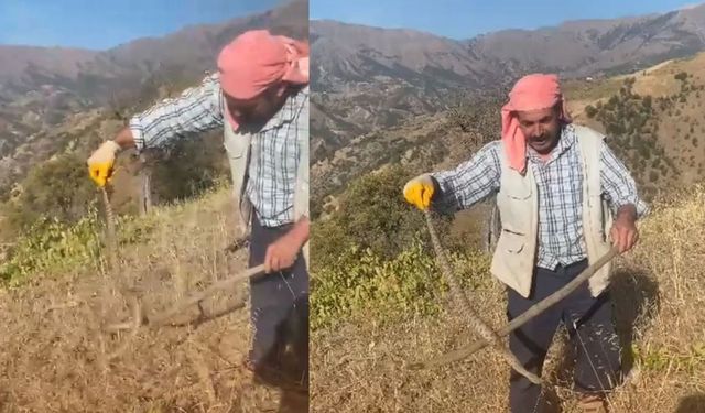 Kahramanmaraş’ta üzüm hasadı sırasında engerek yılanıyla karşılaştı