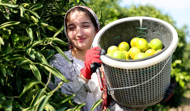 Mandalina bahçelerinde hasat başladı! Fiyatı belli oldu