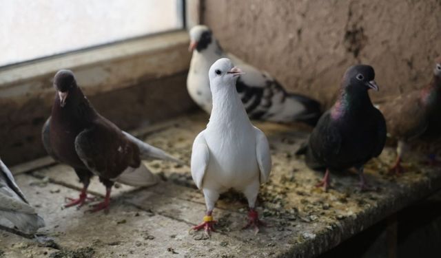 Maraş'ta güvercin uçurmanın adı karışma