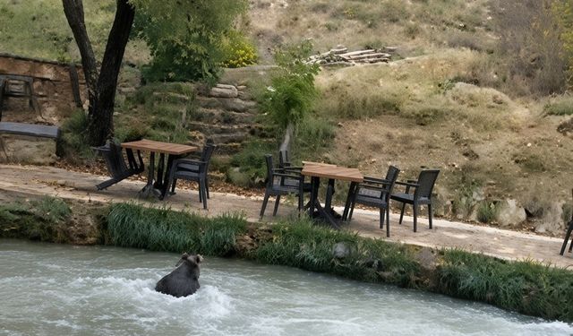 Restoran bahçesine ayı girdi! Çalışanları görünce su kanalına atlayıp kaçtı