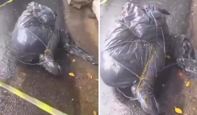 Siyah poşetlere sarılmış 6 ces*t bulundu