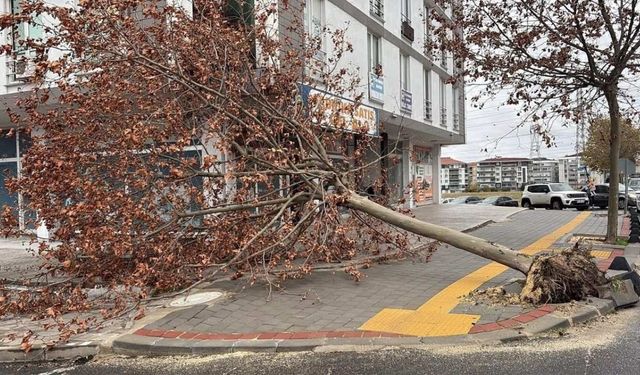 Tekirdağ'da kuvvetli fırtına! Uçuşlar iptal edildi, ağaçlar devrildi