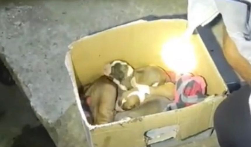 Sulama kanalının altında doğum yapan köpek ve yavruları kurtarıldı