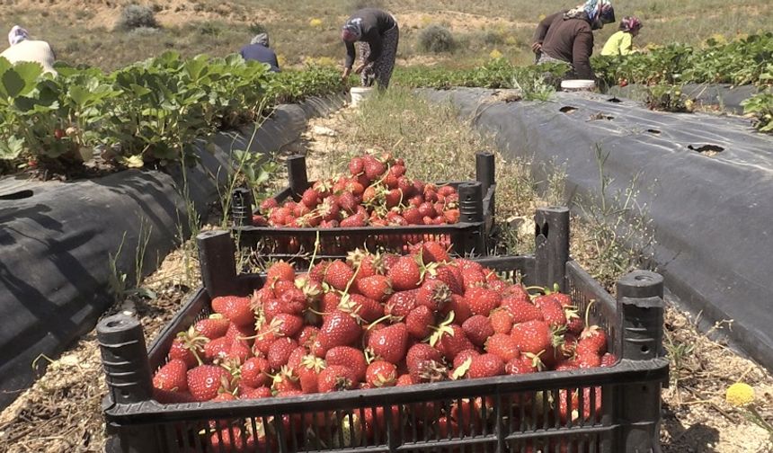 Kahramanmaraş'ta çilek üretimi
