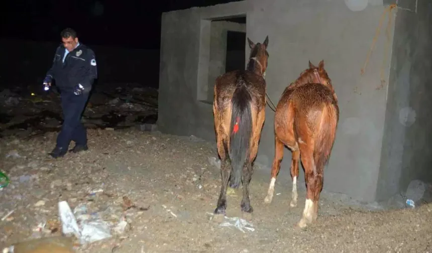 Gıda sahtekârları, at ve eşek etini en çok bu iki ilde yedirdi!