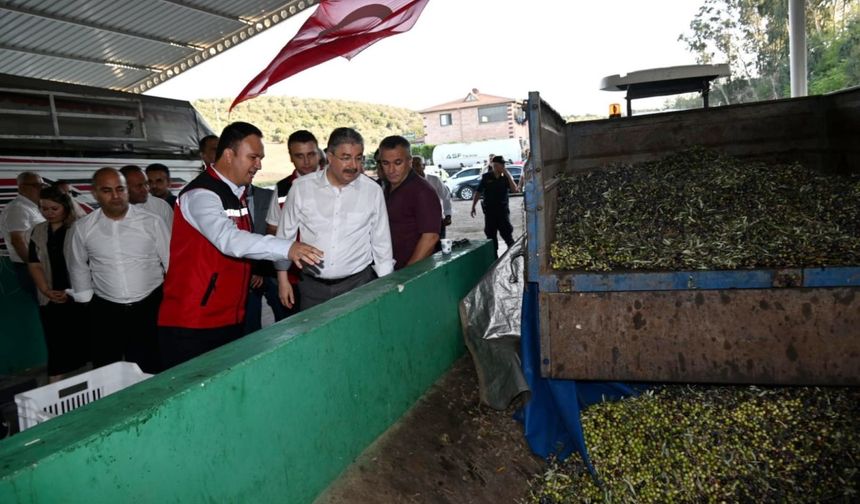 Erdinç Yılmaz, zeytin hasadına katıldı