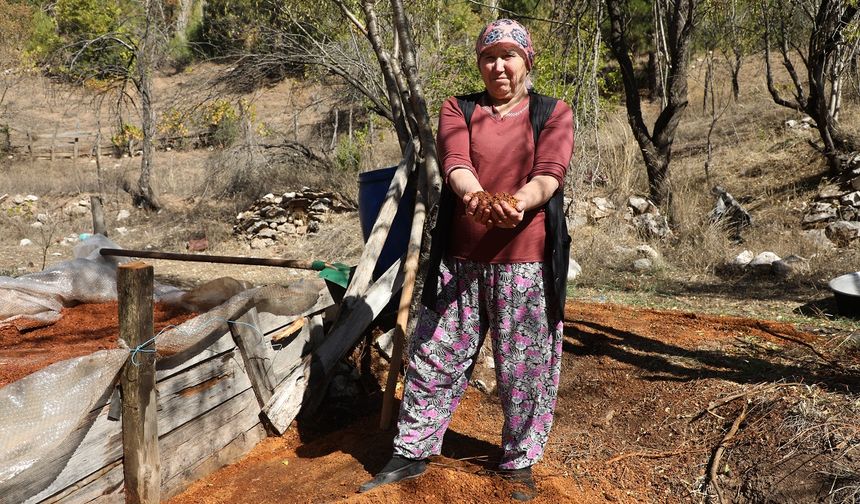 Toroslar'dan sofralara uzanan lezzet "andız pekmezi"