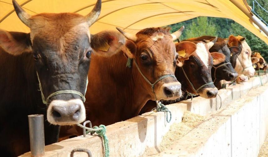 Kahramanmaraş, büyükbaş hayvancılıkta Türkiye’nin ilk 25’inde