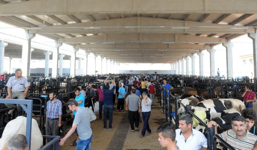 Kahramanmaraş'ta 2025 kurbanlık satış yerleri belli oldu