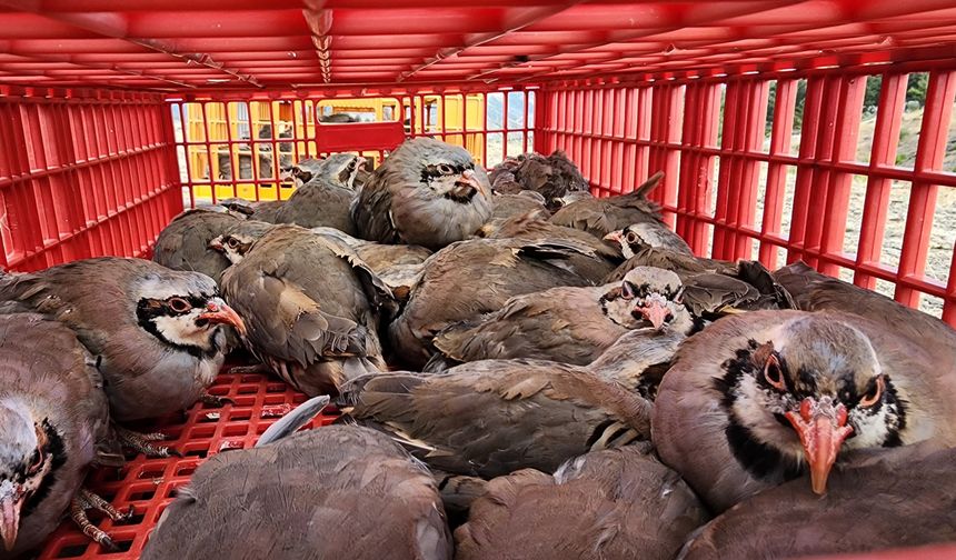 Adana’da 500 Keklik Doğaya Salındı: Keneye Karşı Doğal Çözüm