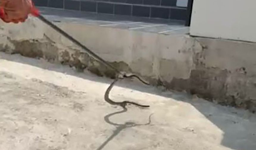 Bahçedeki Yılanı Yakaladı, Doğaya Bırakmadan Su Verdi